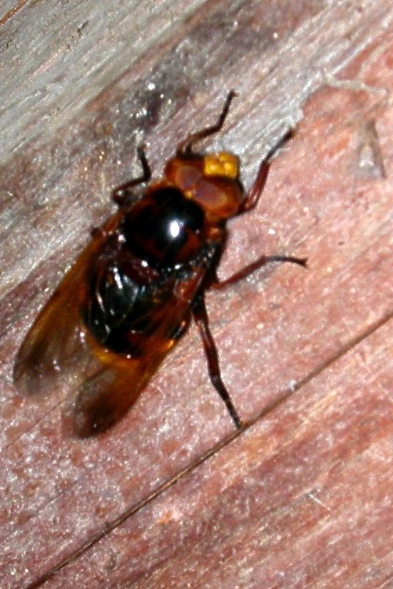 Maschio di Volucella zonaria